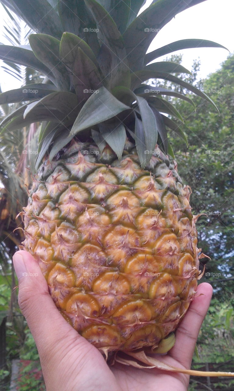 pineapple moment