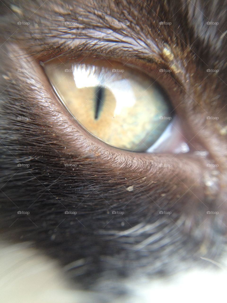 Cat's eye. The eye of a small black kitten.