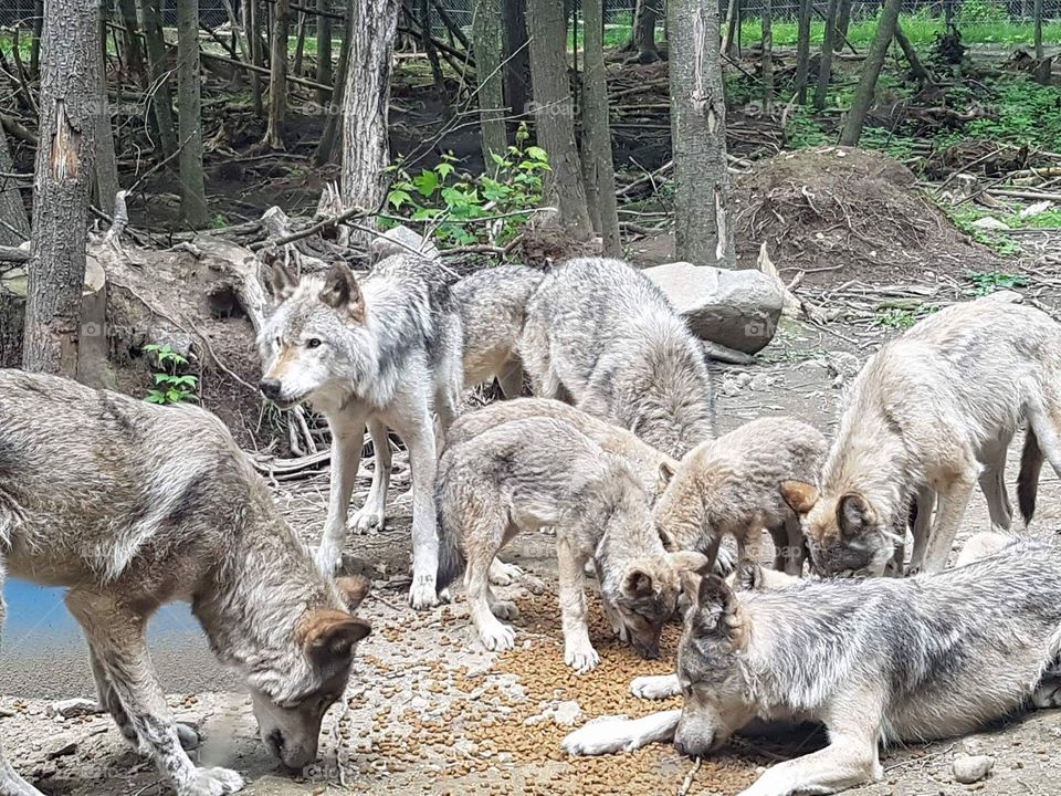 Wolves eating