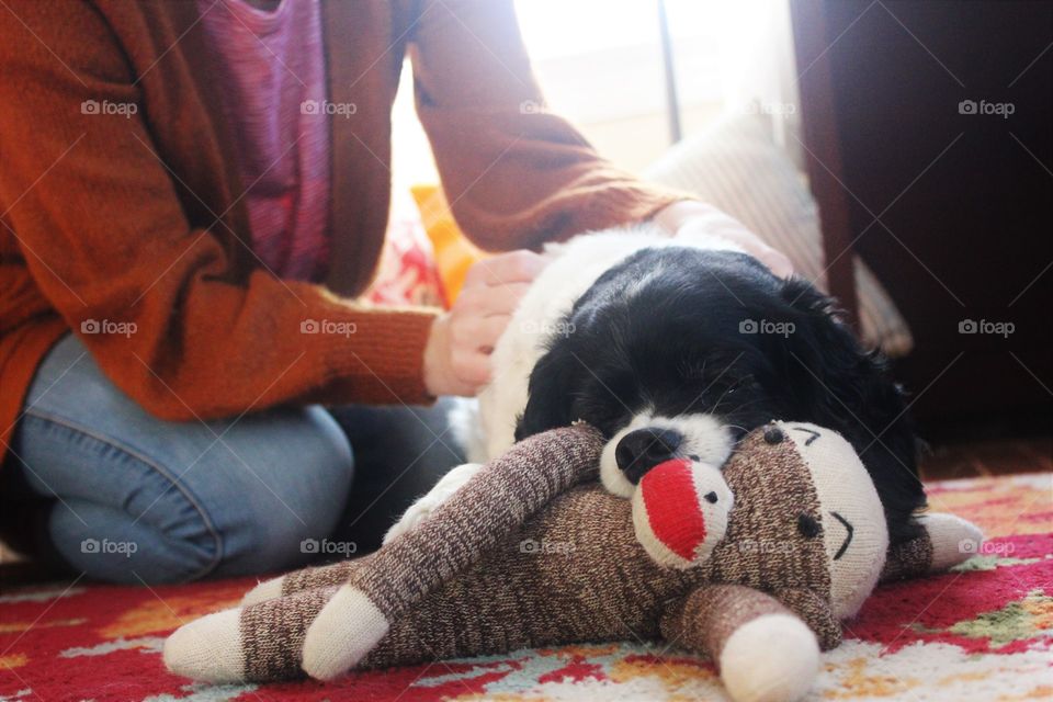 cockapoo playing with a sock monkey