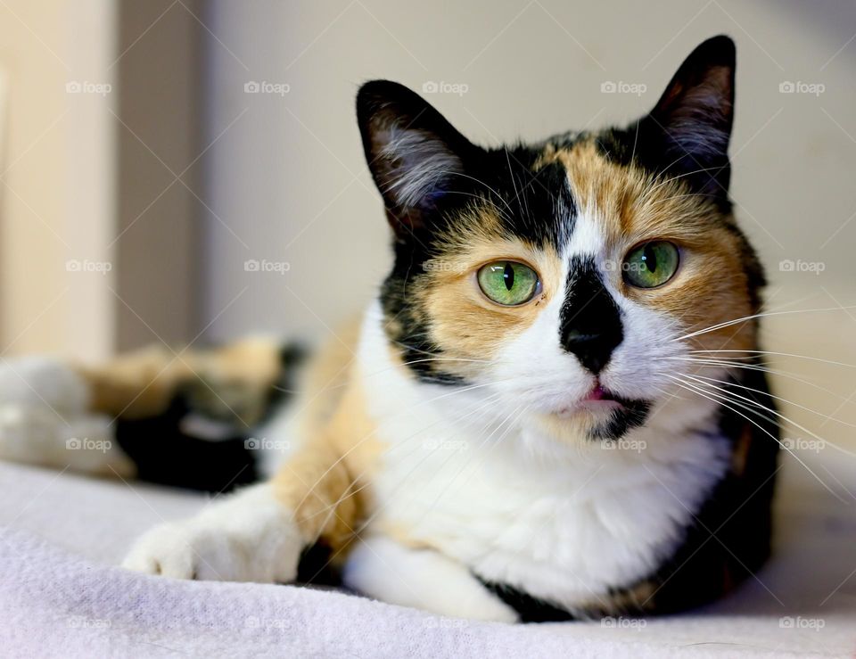 Trixie, the beautiful green eyed tuxedo tabby cat with Matisse markings