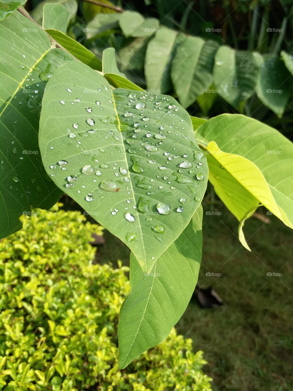 Custard Apple Leaf