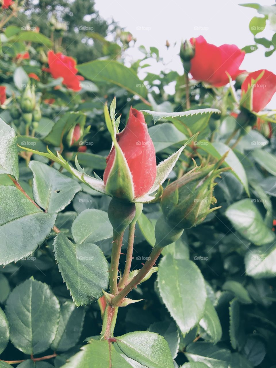 rose bush in bloom