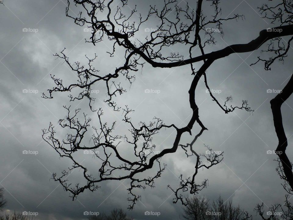 Branches with clouds