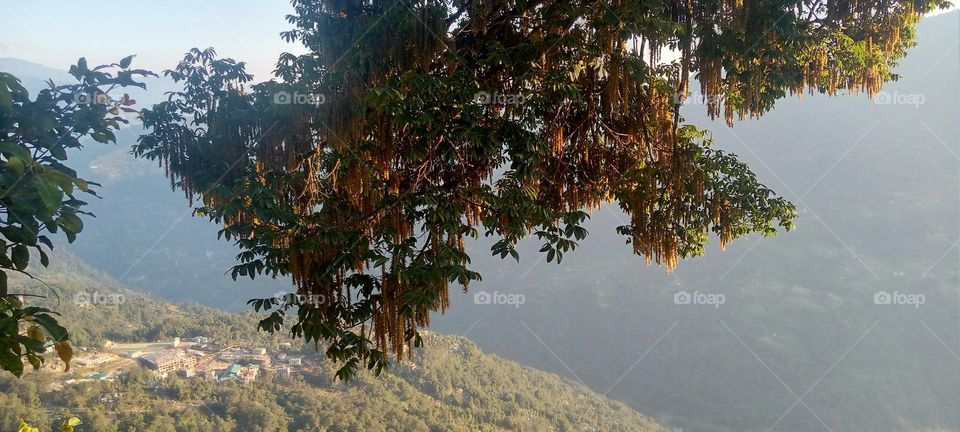 this tree usually called as chelaune in our language I don't know in English so 😁 
with great peace and fresh air ❤️