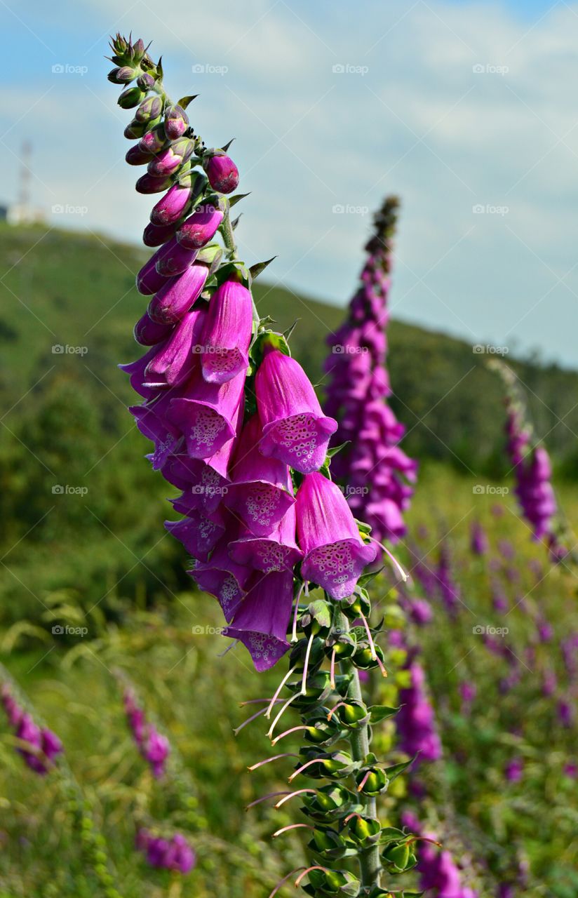 View of foxglove flowers