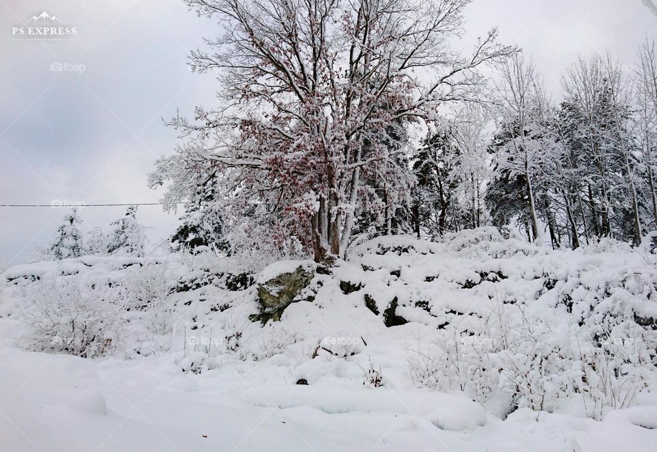 Proud oak in winter wonderland