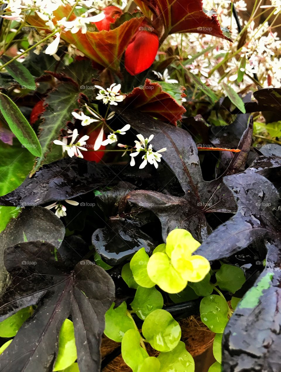 Flowering basket