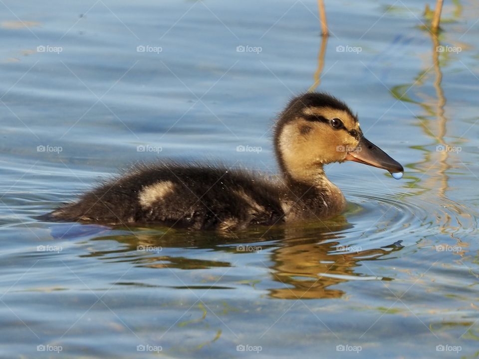 Little duck in the lake