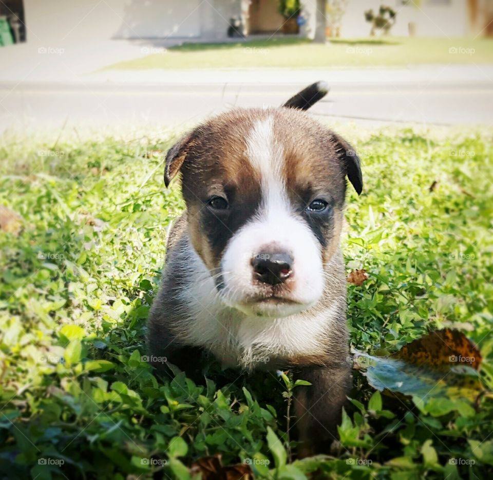 puppy in grass, eye contact