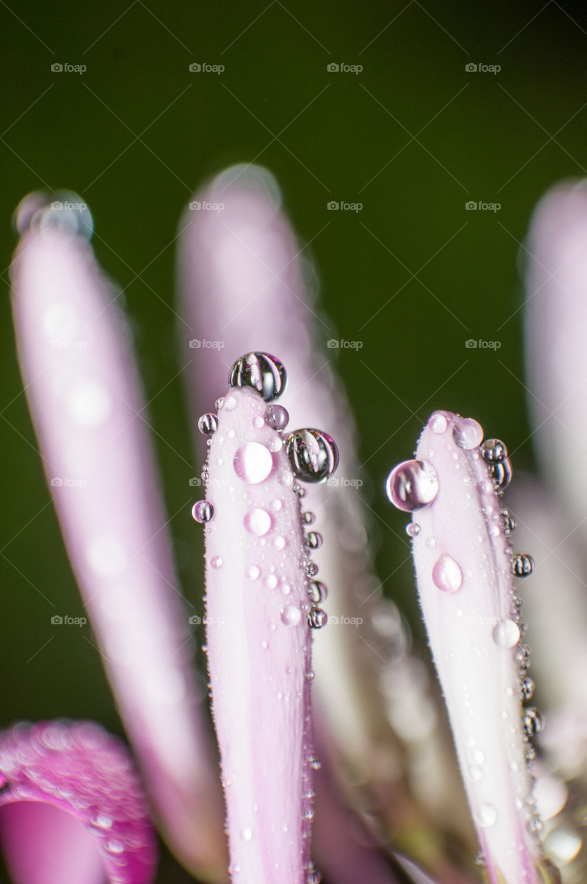 Early morning dew drops on flower buds. Nature's own pearls.Glorious mother nature.