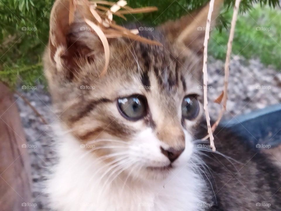 Beautiful cat looking at camera