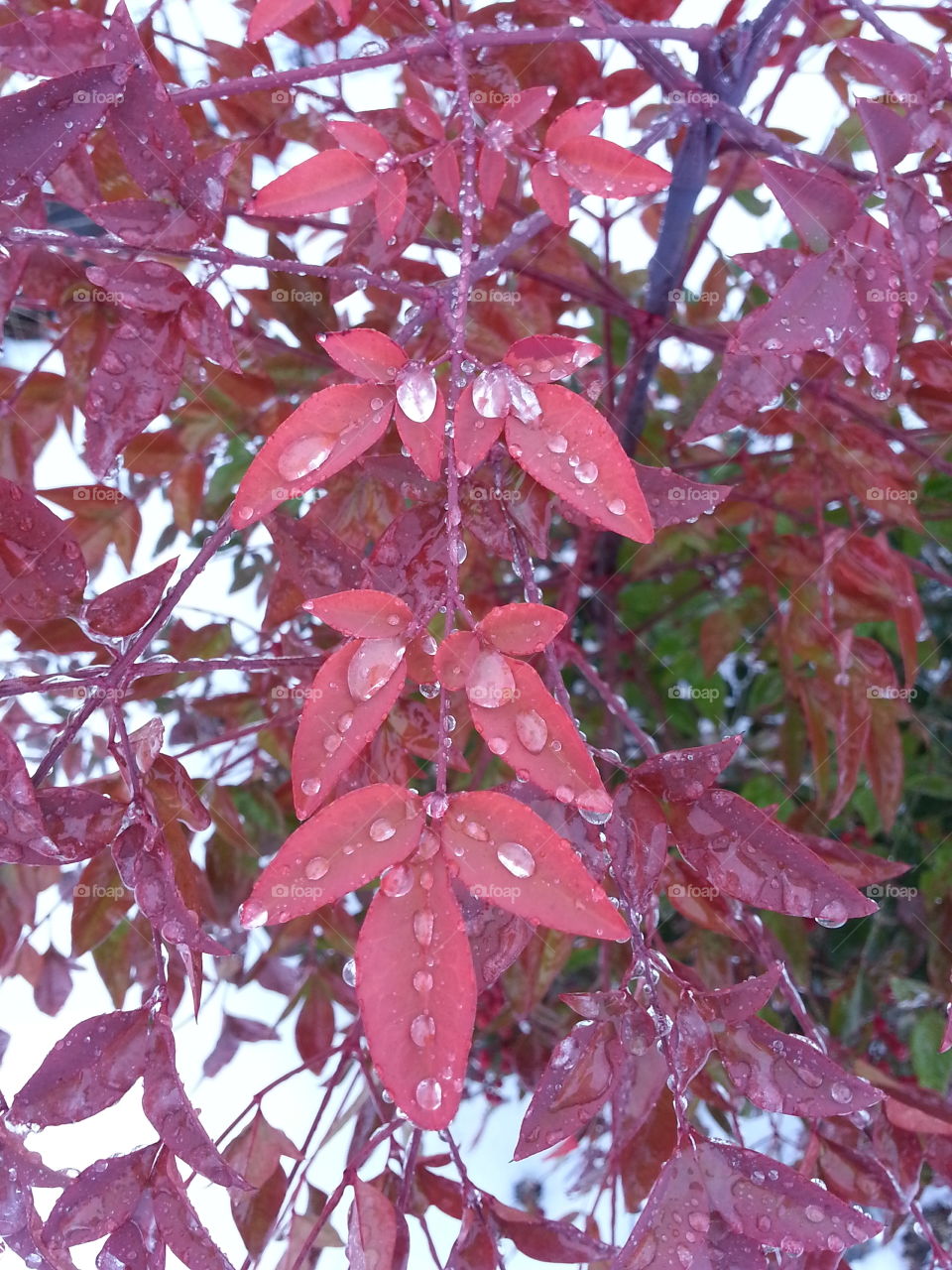 Rain drops on red leaves. Rain drops on red leaves