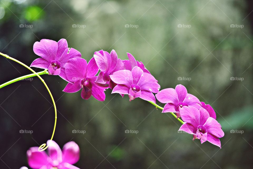 Orchid flowers wiht background blur