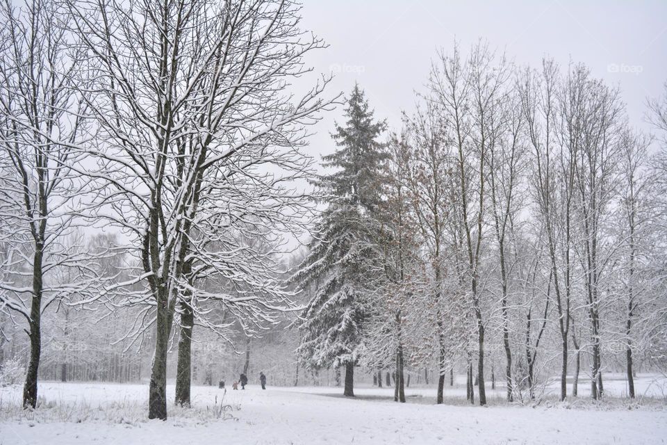 beautiful landscape family walking in winter park, love winter