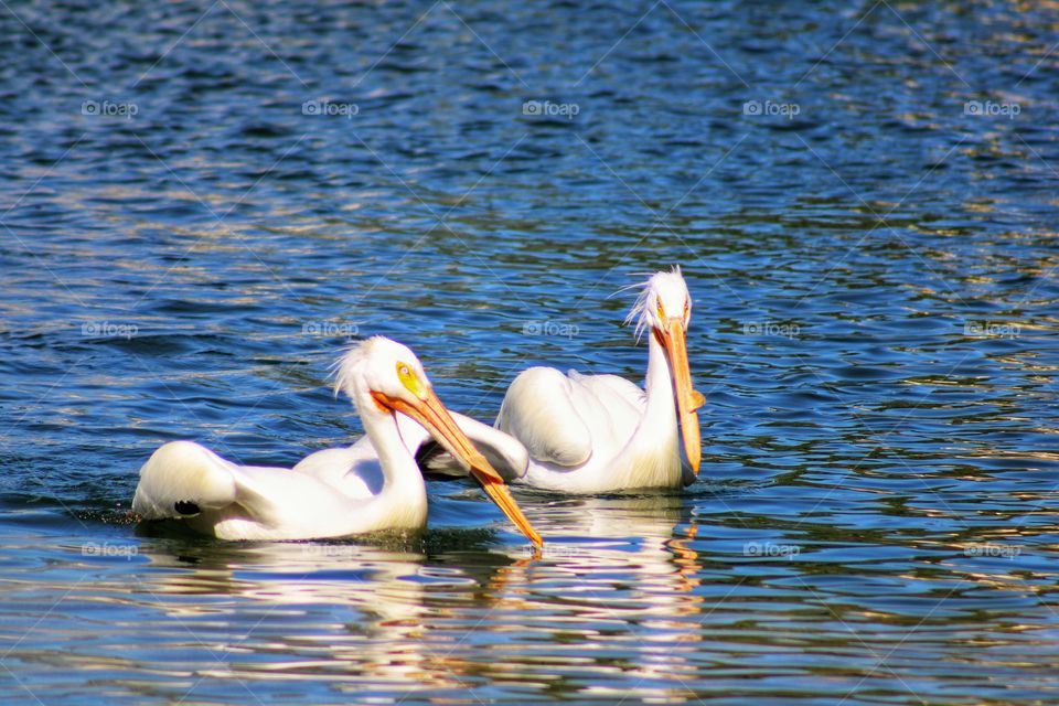 two pelicans