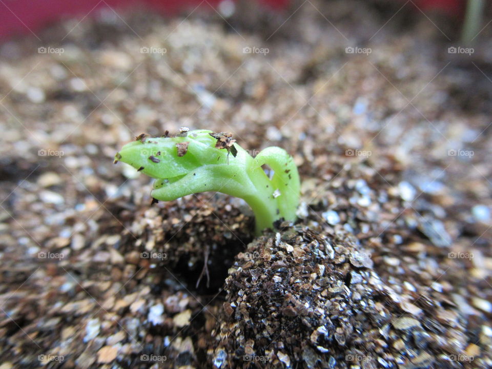 from the ground sprout