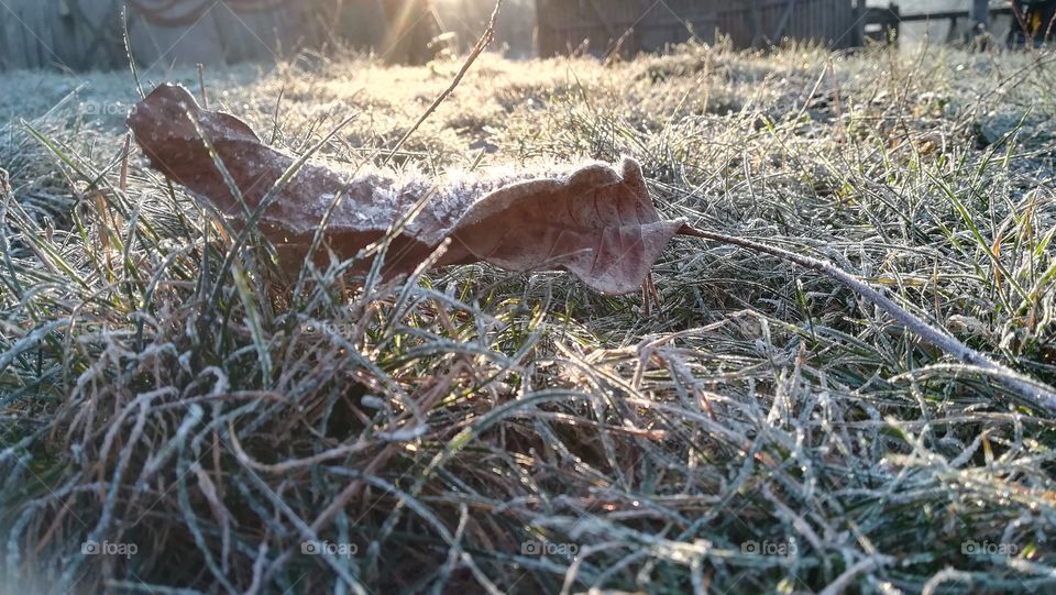 Frozen leaf and grass