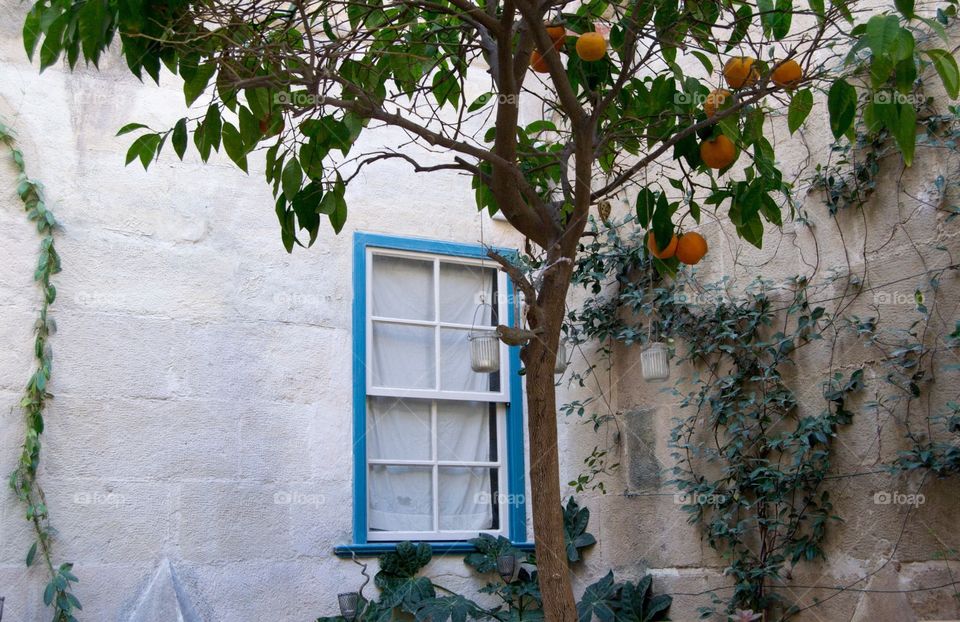 Beautiful orange tree