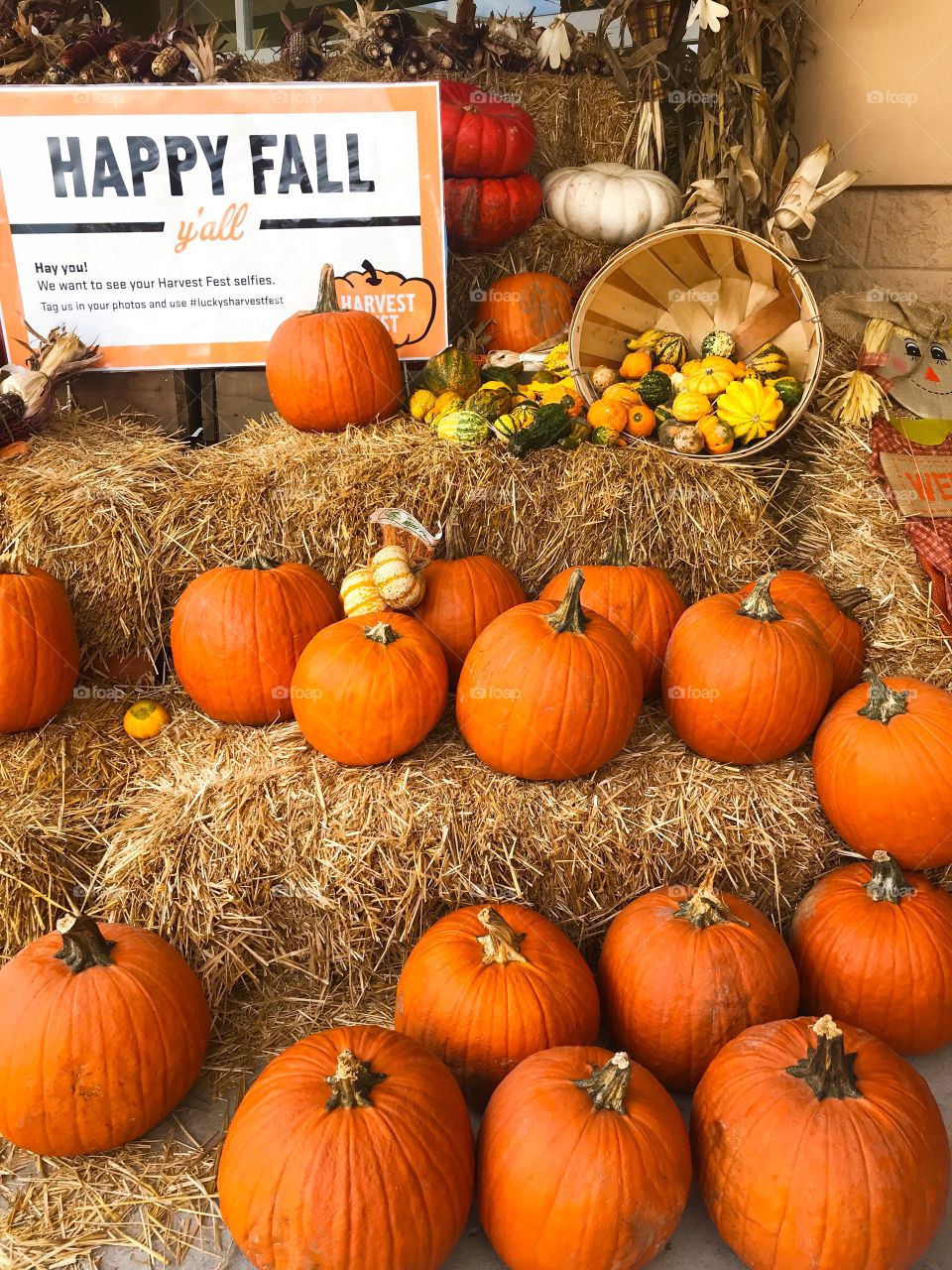 Happy fall ya’ll pumpkin patch