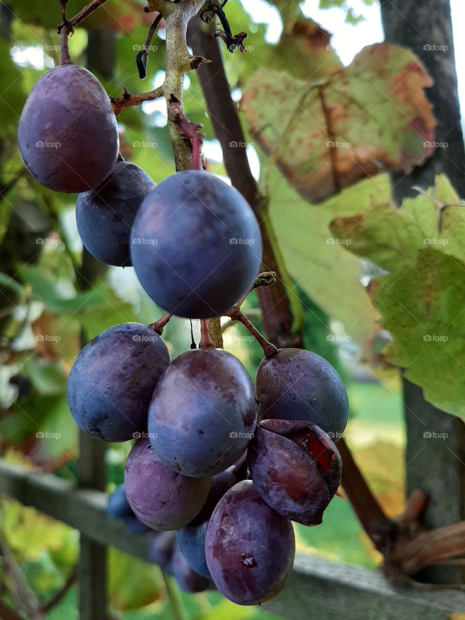 grapesin nature in late summer