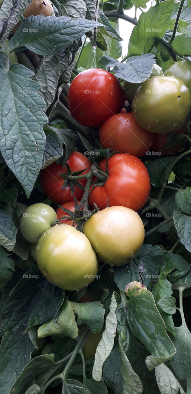 tomatoes