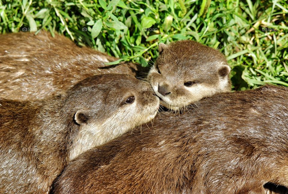 Otter love