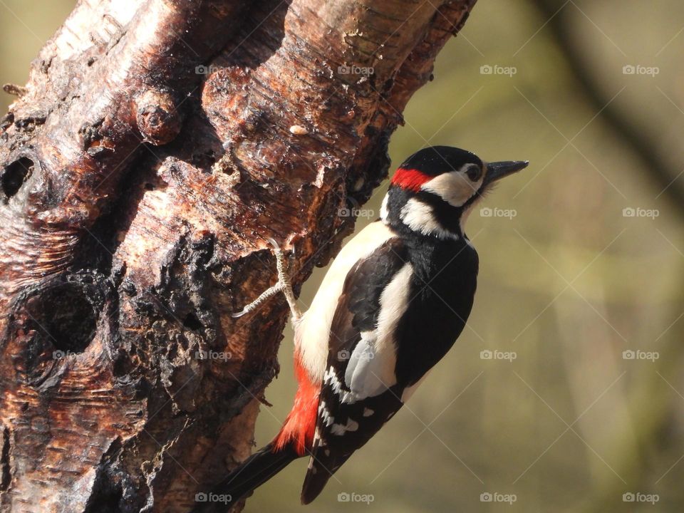 A woodpecker in a tree 
