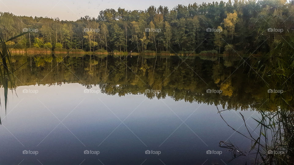 forest reflected in the lake