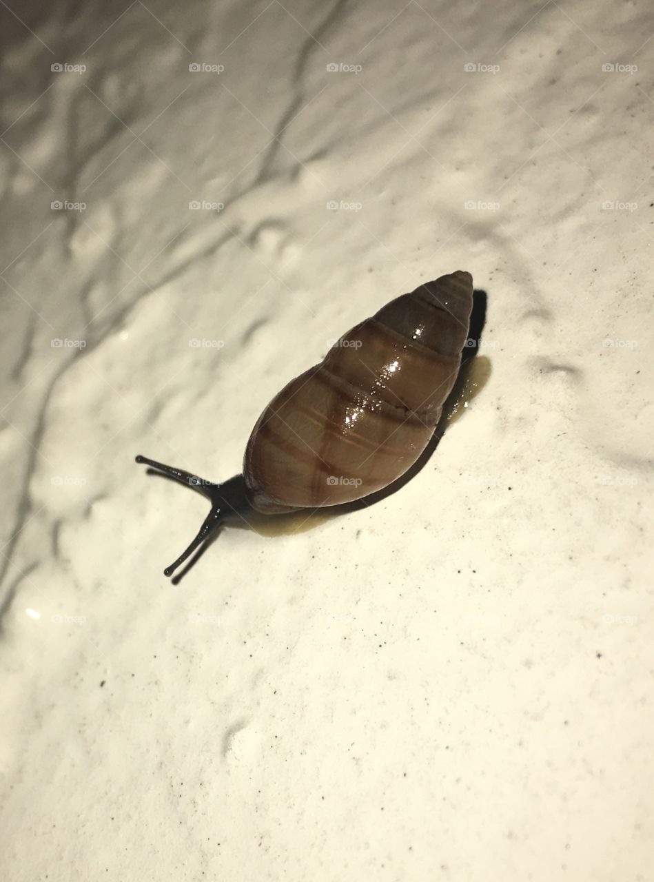 The simple life of a snail reminds me how life sometimes can be so simple that you just have to slow down to see the worlds wonders around you. 