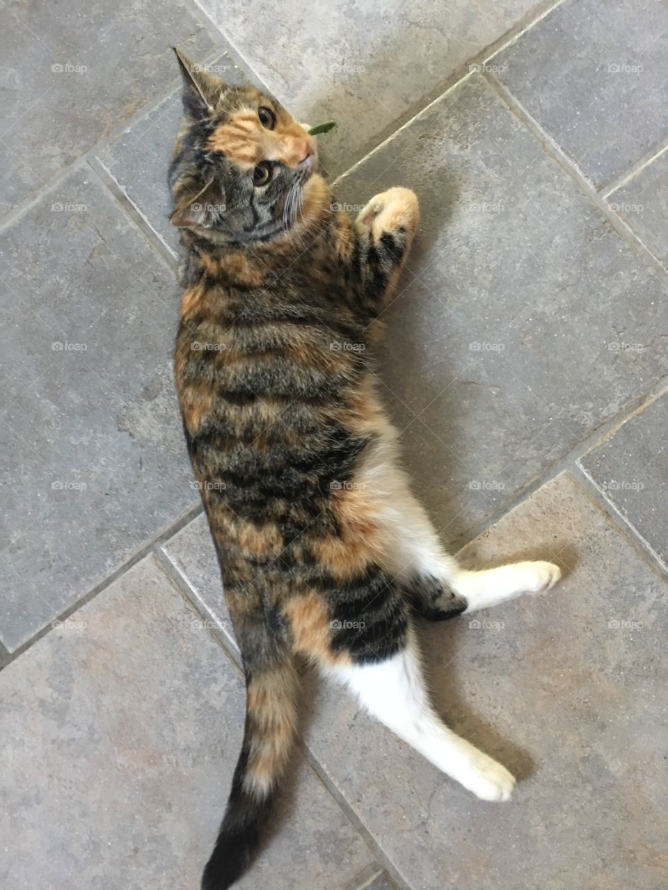 Cat is relaxing on a tiled floor 