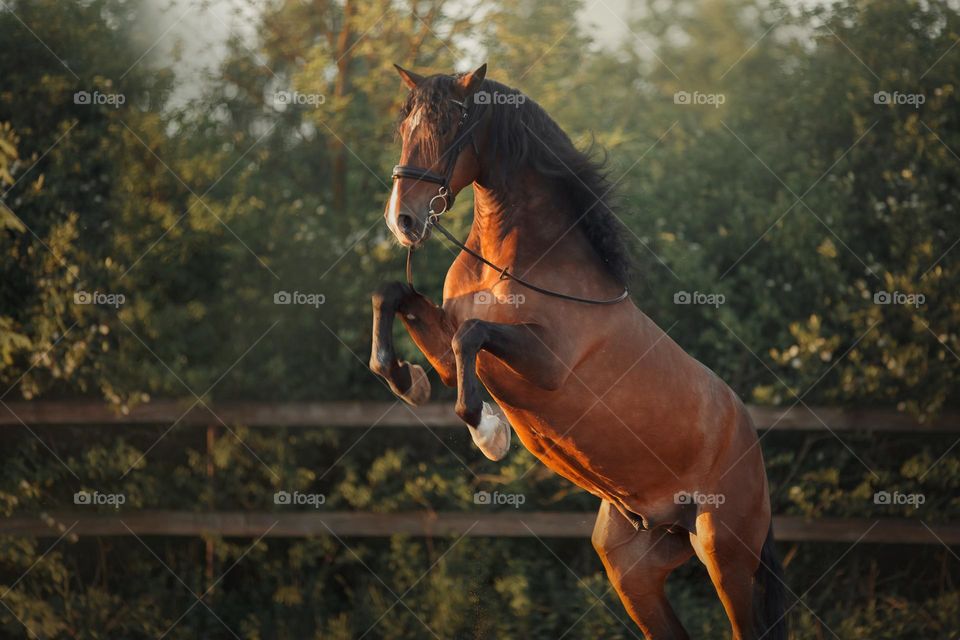 Beautiful Spanish PRE stallion