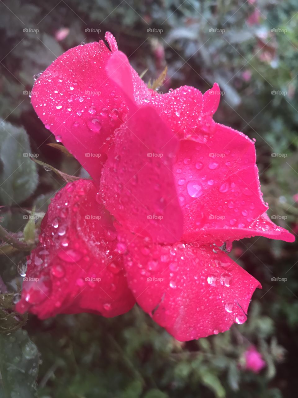 Raindrop Rose