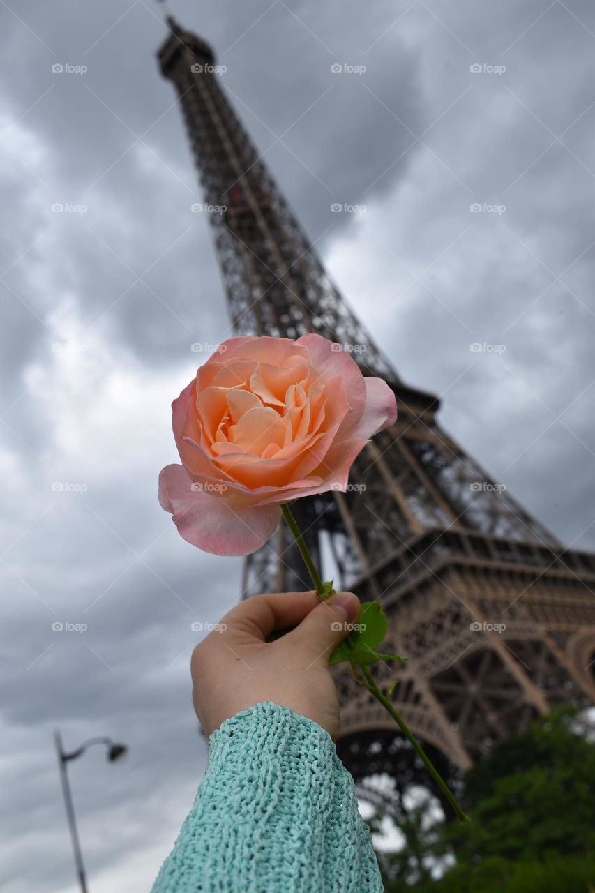 “Rose rose à Paris “  from Paris with love . A beautiful pink colour rose for you ! 