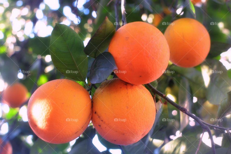 Oranges 