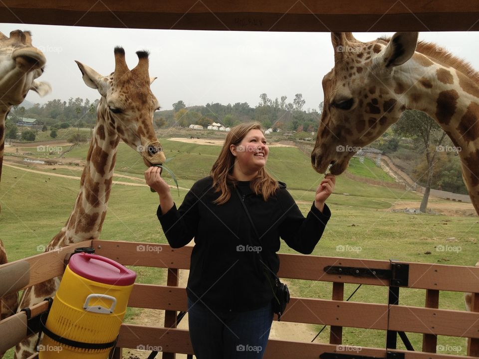 Giraffe feeding. Girl feeding giraffes at San Diego Safari Patk