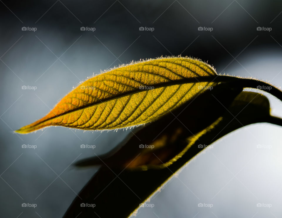 Guava tree blossom at sunset