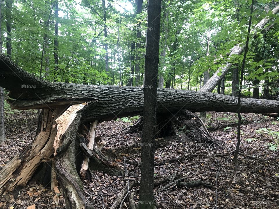 Tree snapped from a wind storm