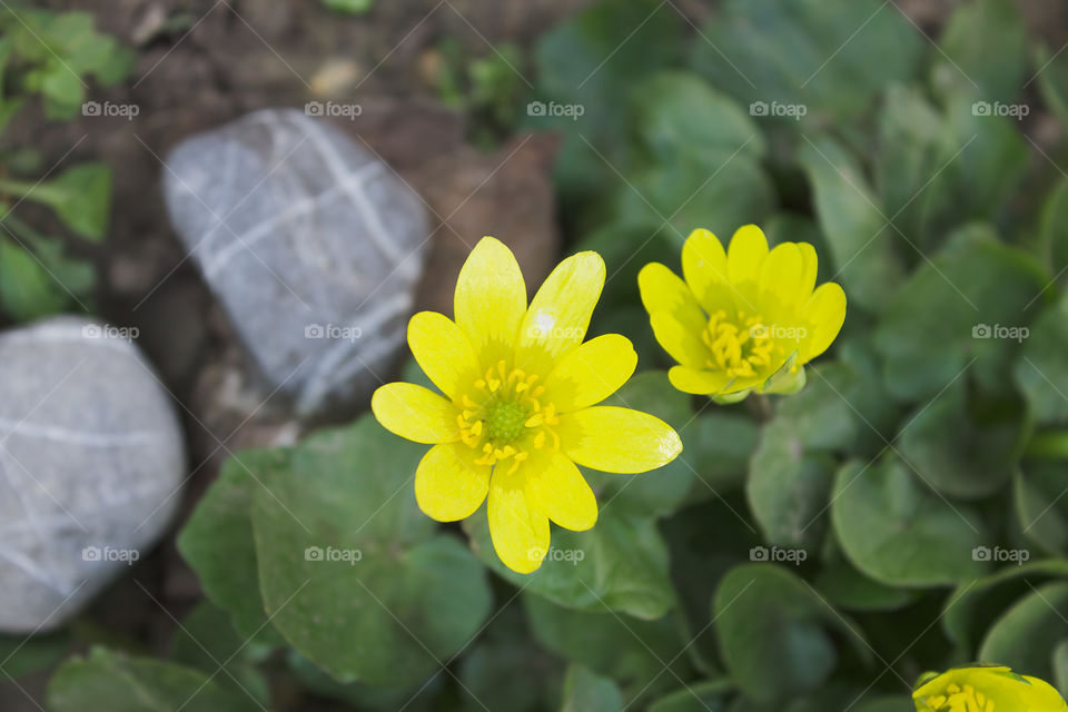 yellow spring flowers among the rocks