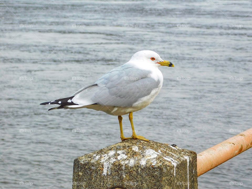 Seagull 