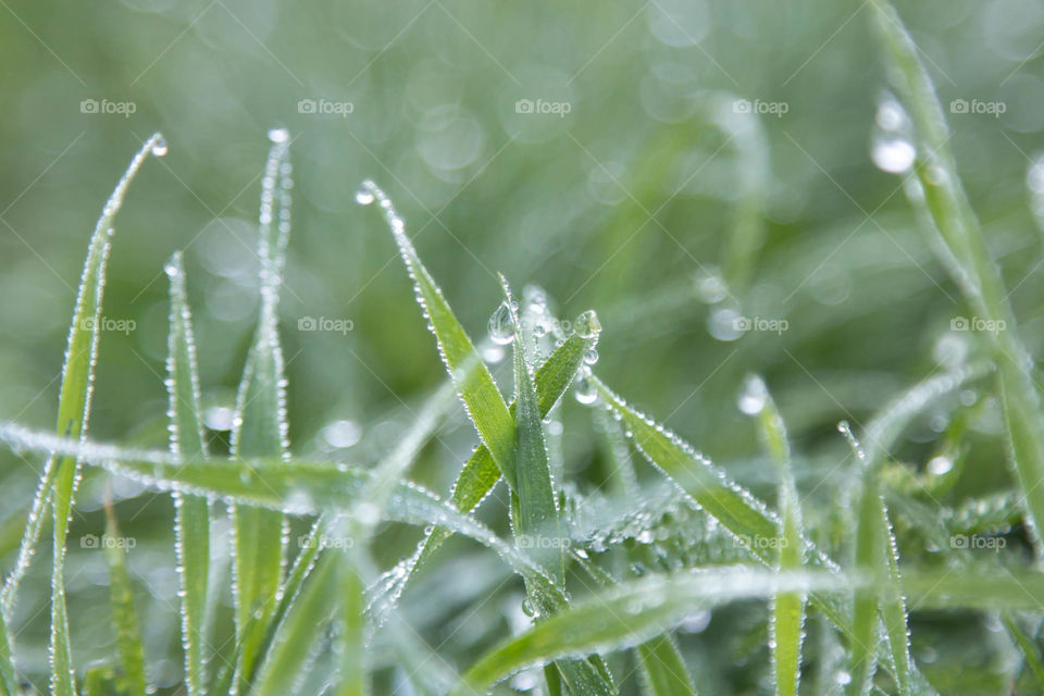 Dew on the green grass.