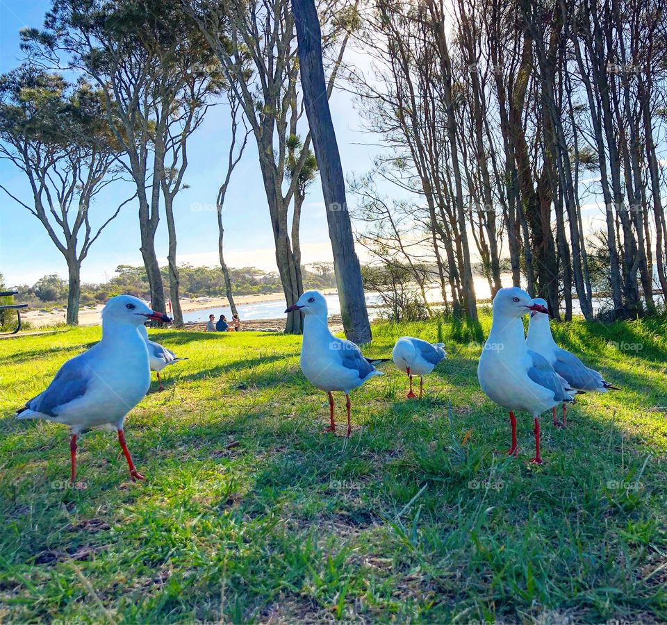 The local gulls at the beach on the grass