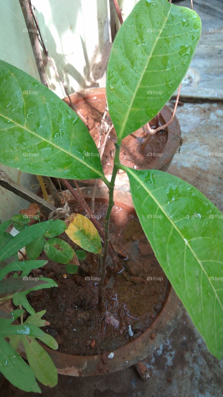 rain drops on the plants