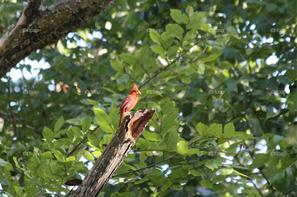 Cardinal on tree branch at Carter Lake in College Station in sunny summer day