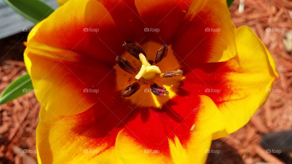 Fire Flower. Colorful tulip up close
