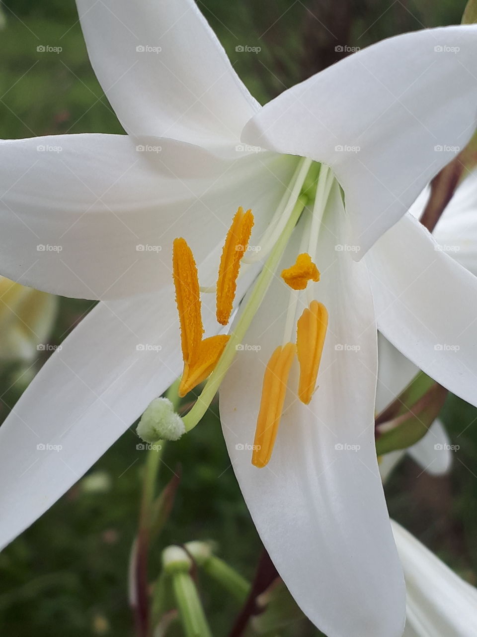 White lilies look beautiful and their smell is pleasant and refreshing