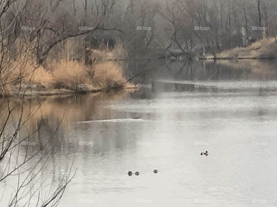 Winter day at the lake