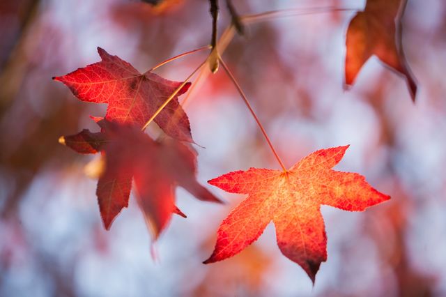 Fall Colors