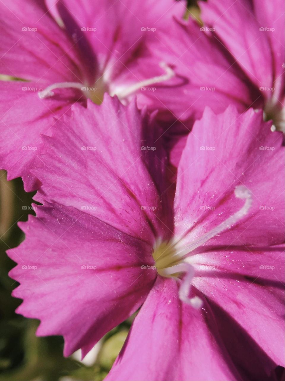 A simple cluster of bright pink flowers blooming in early spring sunshine in England.