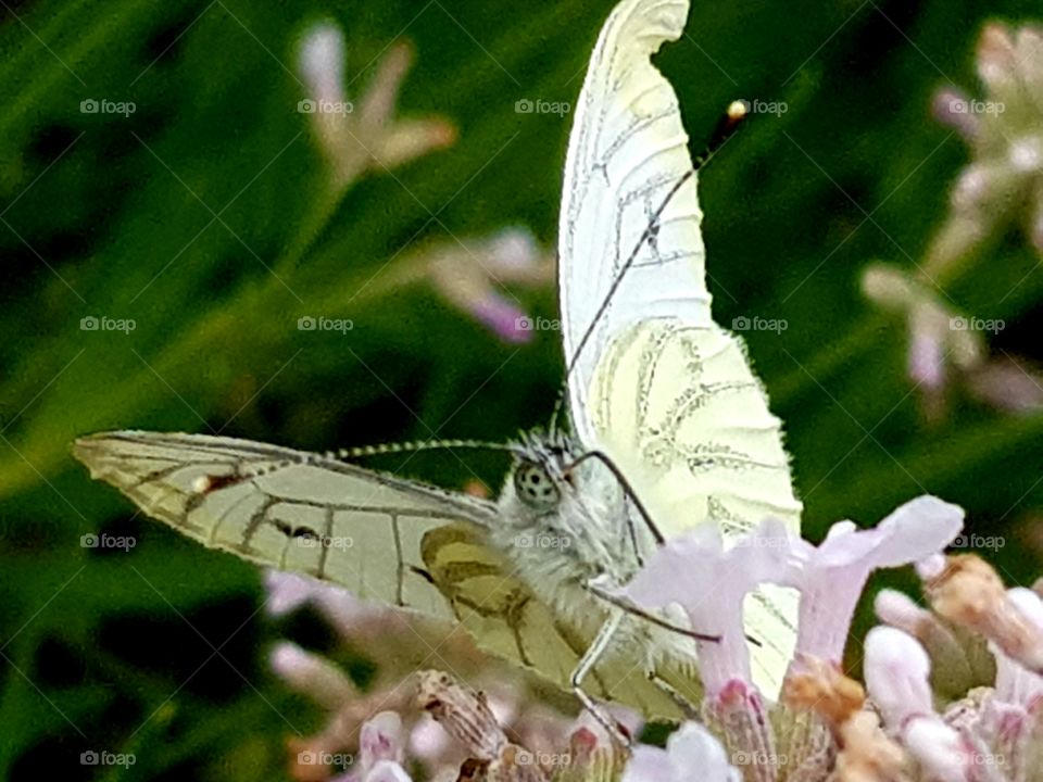 Butterfly on flower